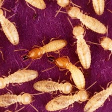 A group of brown termites on a purple cloth.