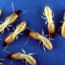A group of brown and white termites on a blue surface.