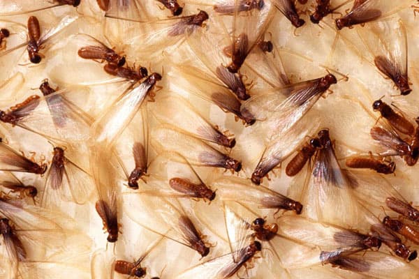 A group of brown flies on a white surface.