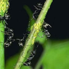 A group of black ants on a plant.