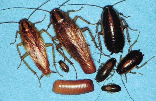 A group of cockroaches on a blue surface.