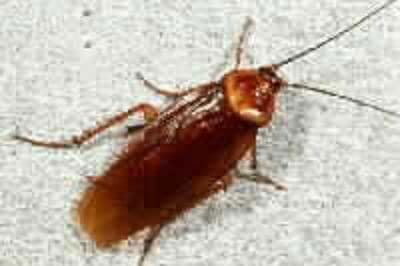 A brown cockroach on a white surface.