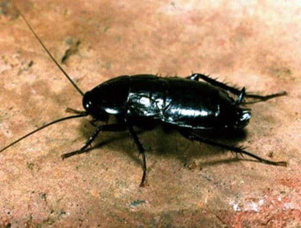 A black cockroach on a brown surface.