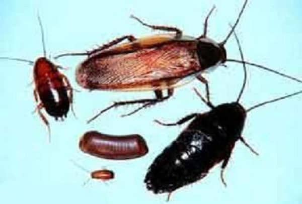 Cockroaches, cockroaches, cockroaches, cockroaches, cockroaches,.