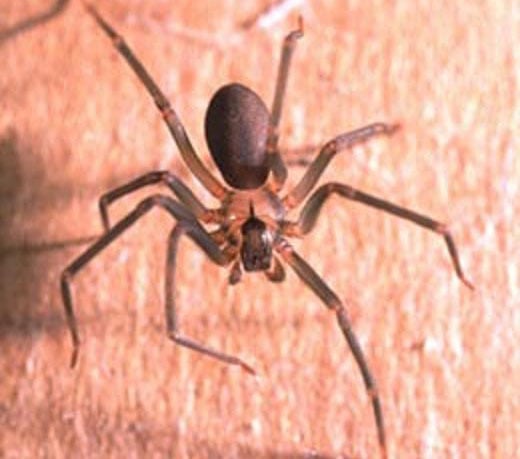 A spider is sitting on a wooden surface.