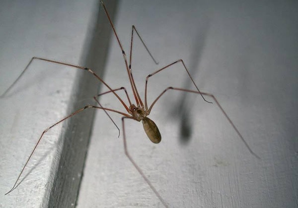 A spider with long legs is sitting on a wall.