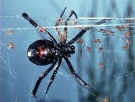 A black widow spider is sitting on a web.