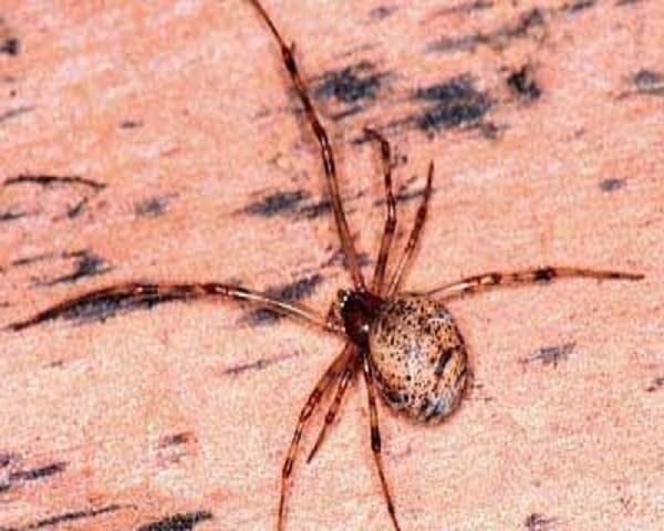 A brown spider sitting on a wooden surface.