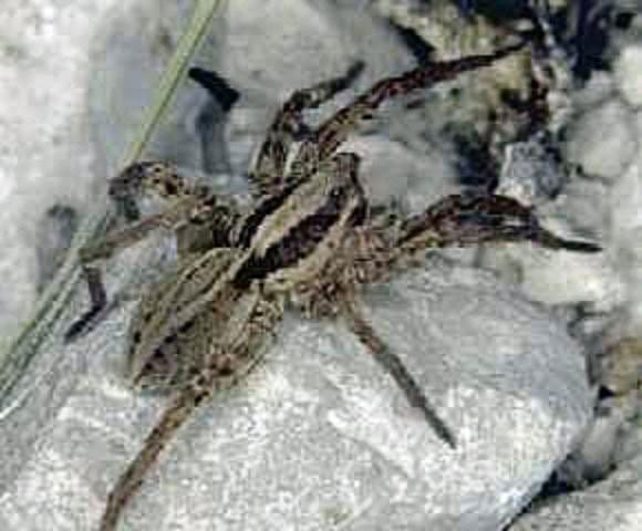 A spider is sitting on a rock.