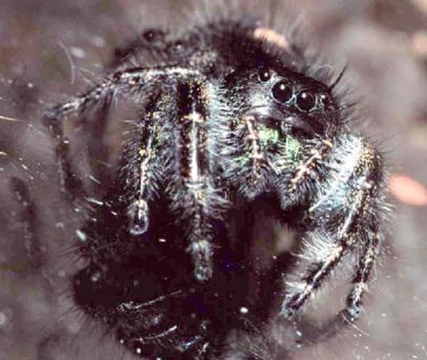 A close up of a black and white spider.