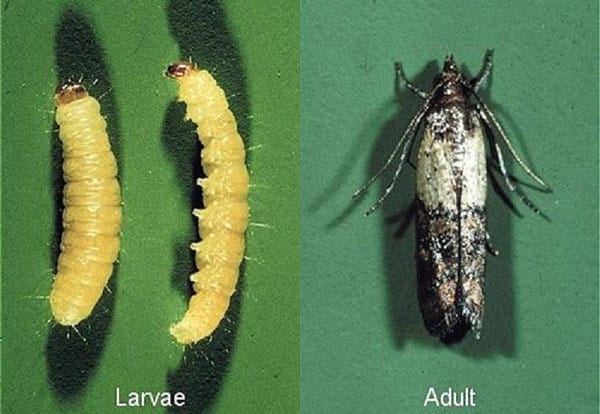 A picture of a larvae and an adult insect.