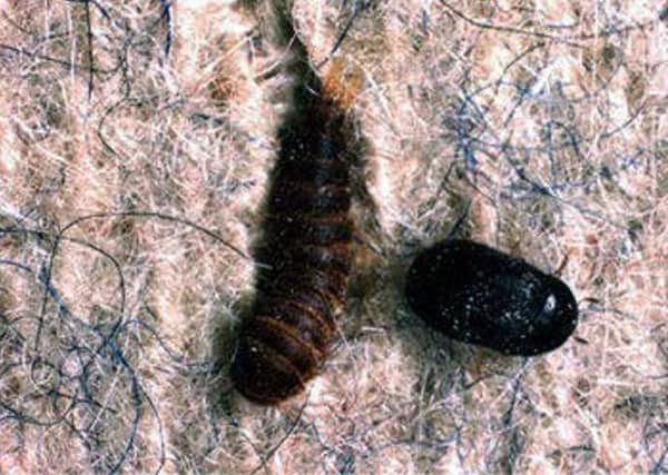 A black bug and a black bug on a piece of cloth.