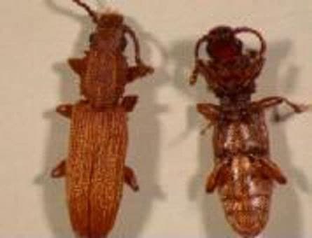 Two brown beetles on a white background.