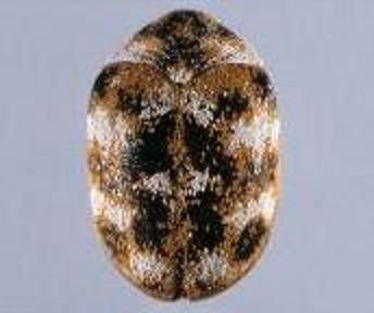 A brown and white beetle on a white background.