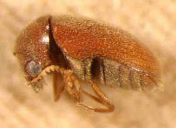 A brown beetle on a wooden surface.