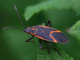 An orange and black bug sitting on a leaf.