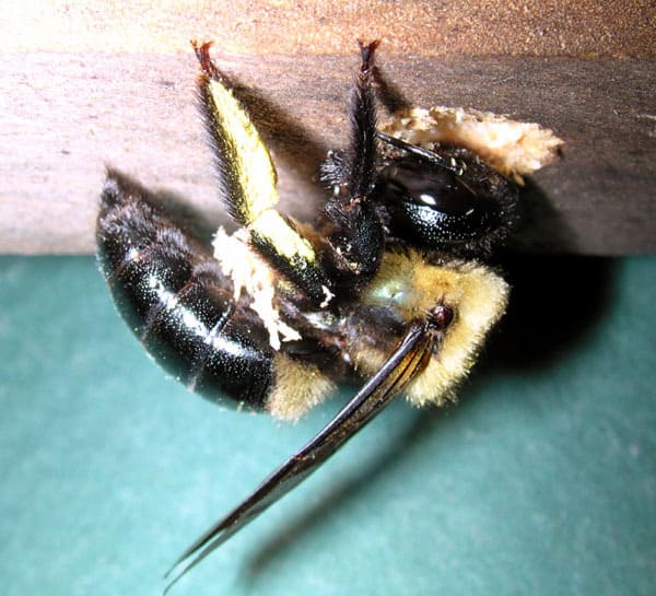 A bee is sitting on top of a piece of wood.