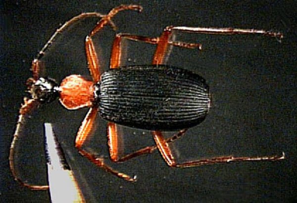 A black and orange beetle on a black background.