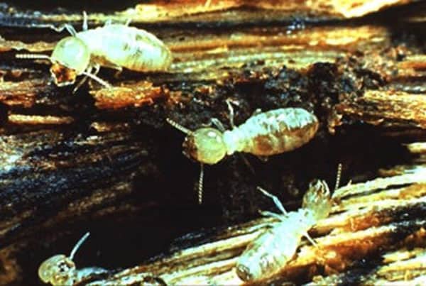 A group of white termites on a piece of wood.