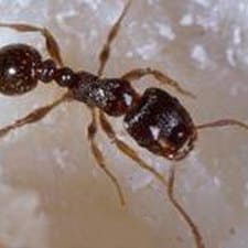 A black ant is sitting on a white surface.