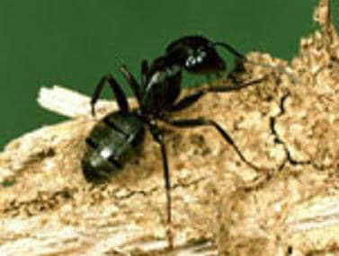 A black ant is sitting on a piece of wood.