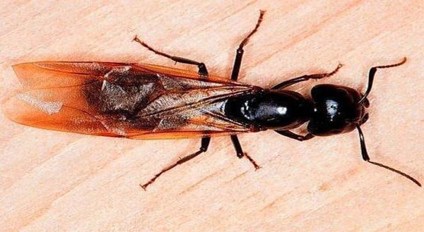 A black and brown ant on a wooden surface.