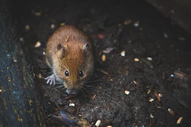 A small brown mouse is sitting on the ground.