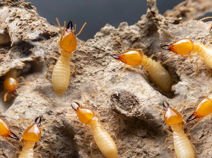 A group of yellow termites on a piece of dirt.