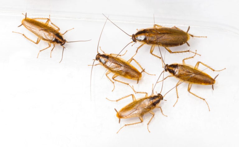A group of brown cockroaches on a white surface.