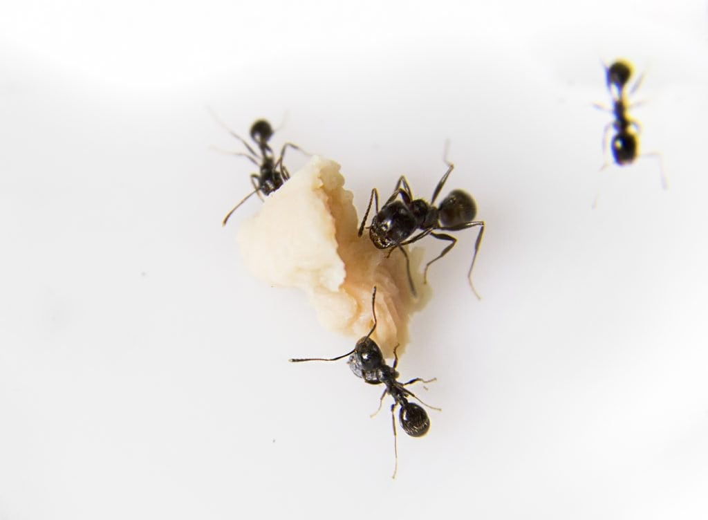 Ants eating a piece of food on a white surface.